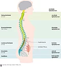 Schamtische Darstellung Rückenmark, Spinalnerven, Cauda equina und lumbaler Plexus von der Seite.