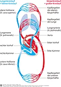 Das Kreislaufsystem: Darstellung des Lungenkreislaufs, auch kleiner Kreislauf und des Körperkreislaufs, auch großer Kreislauf.