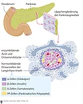 Schematische Darstellung von Pankreas, Duodenum und Zellen (enzymbildende Acini und hormonbildende Drüsenzellen der Langerhans-Inseln).)