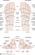 Reflexzonen an beiden Fußrücken von oben. Reflexzonentherapie am linken und rechten Fuß von lateral gesehen.