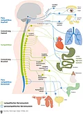 Verlauf von Sympathikus, Parasympathikus und des enterischen Nervensystems mit Zuordnung Organe in der Seitansicht. Vereinfachte Darstellung.