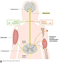 Vereinfachte Darstellung somatisches Nervensystem. Aufbau Rückenmark im Querschnitt, Rezeptoren, Afferenz Efferenz ZNS, 1. Und 2. Motoneuron