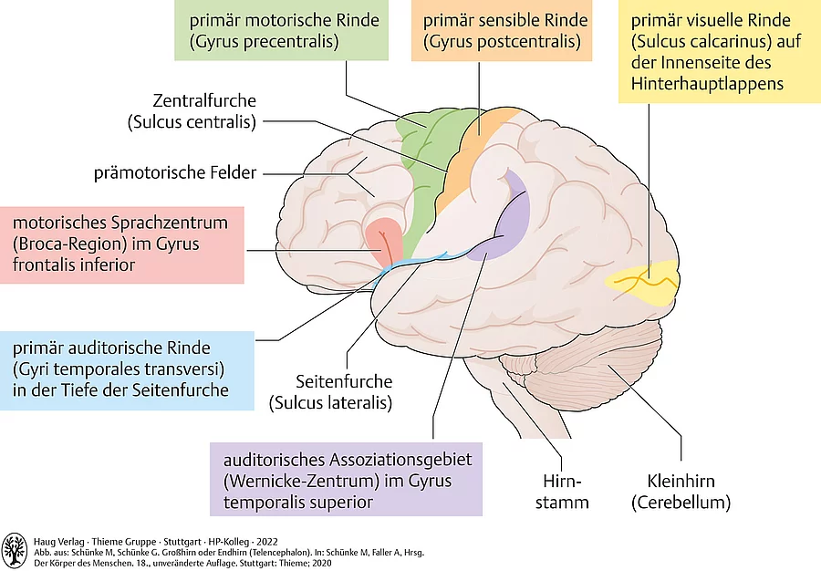 Anatomische Zeichnung der Felder funktioneller Hirnrindenareale in der linken Großhirnhemisphäre, auch die Broca-Region