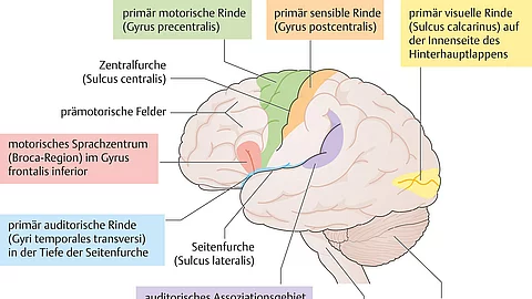Anatomische Zeichnung der Felder funktioneller Hirnrindenareale in der linken Großhirnhemisphäre, auch die Broca-Region