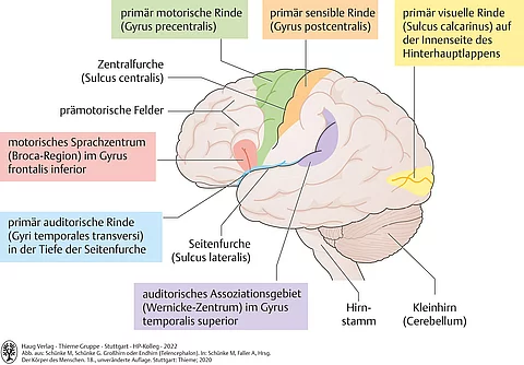 Anatomische Zeichnung der Felder funktioneller Hirnrindenareale in der linken Großhirnhemisphäre, auch die Broca-Region