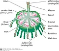 Schematischer Aufbau eines Lymphknotens im Querschnitt. 