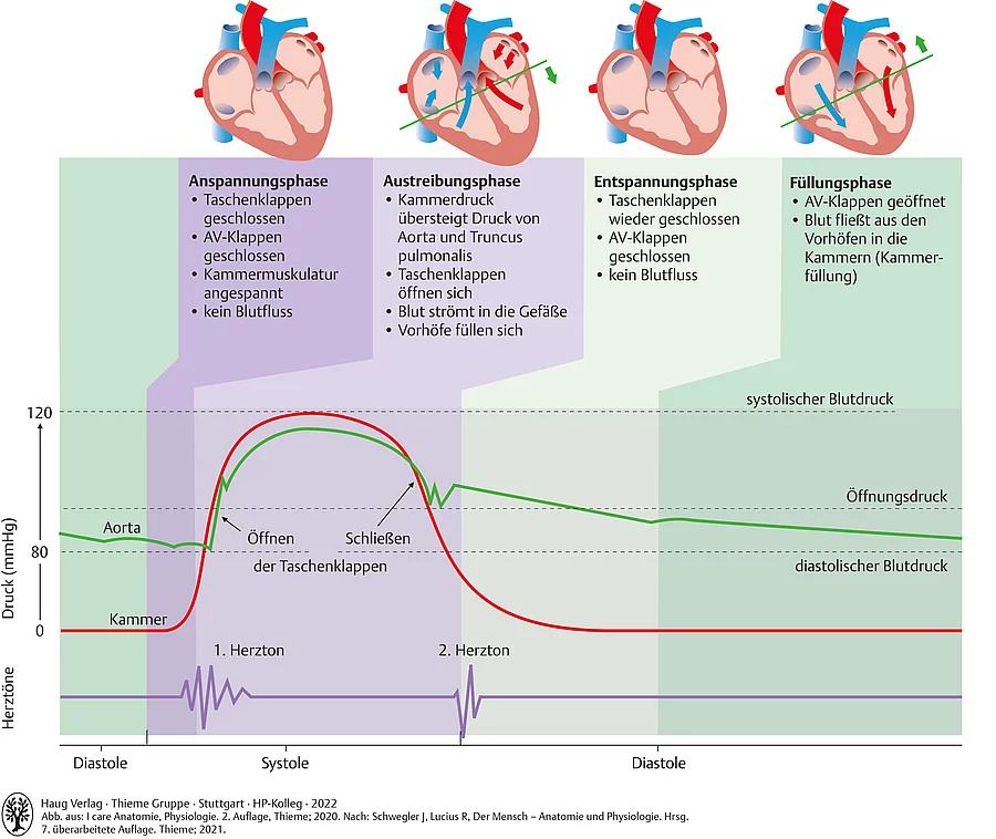 Grafische Darstellung des Herzens, Druck, Herztöne in den Phasen der Herztätigkeit: Anspannungsphase, Austreibungsphase, Entspannungsphase, Füllungsphase.
