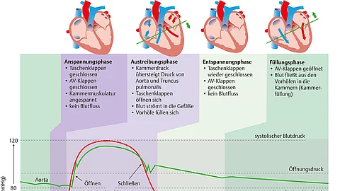 Grafische Darstellung des Herzens, Druck, Herztöne in den Phasen der Herztätigkeit: Anspannungsphase, Austreibungsphase, Entspannungsphase, Füllungsphase.