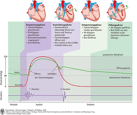 Grafische Darstellung des Herzens, Druck, Herztöne in den Phasen der Herztätigkeit: Anspannungsphase, Austreibungsphase, Entspannungsphase, Füllungsphase.