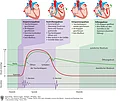 Grafische Darstellung des Herzens, Druck, Herztöne in den Phasen der Herztätigkeit: Anspannungsphase, Austreibungsphase, Entspannungsphase, Füllungsphase.
