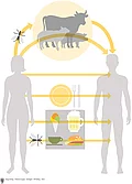 Schaubild mit Frau, Mann, Tieren, Essen und Insekt. Darstellung Übertragungswege von Infektionen.