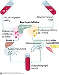 Schaubild zur Wirkung von Glukagon und Insulin auf den Blutzuckerspiegel. 