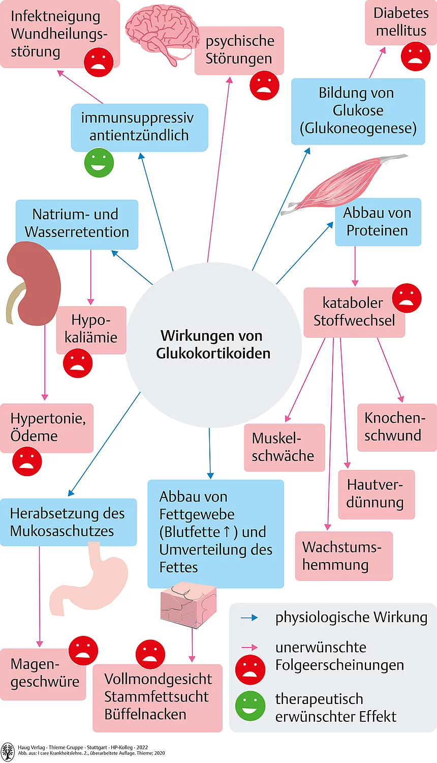 Übersicht zu Wirkungen von Glukokortikoiden.