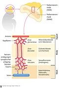 Schematische Darstellung der Nebennieren und 3 Schichten der Nebennierenrinde: Kapsel, Rinde und Mark.