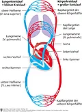 Schematische Darstellung des Körperkreislaufs (großer Kreislauf) und des Lungenkreislaufs (kleiner Kreislauf) mit Arterien und Venen.