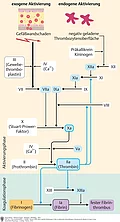 Übersicht über den Ablauf der Blutgerinnung bei exogener und endogener Aktivierung in der Aktivierungsphase und Koagulationsphase.