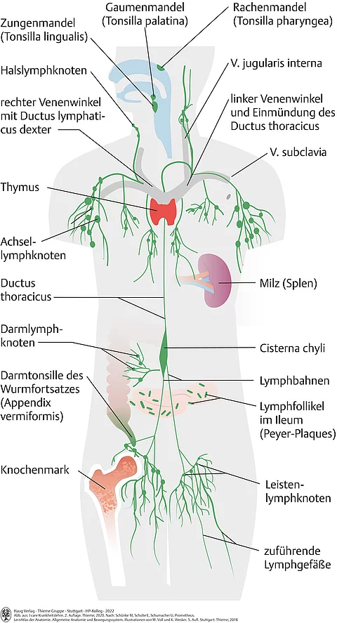 Übersicht der Organe des Immunsystems wie Zungenmandel, Rachenmandel, Lymphknoten an Hals, Achsel, Darm und Leiste, Milz und Knochenmark.