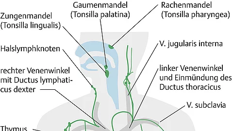 Übersicht der Organe des Immunsystems wie Zungenmandel, Rachenmandel, Lymphknoten an Hals, Achsel, Darm und Leiste, Milz und Knochenmark.