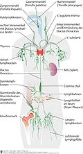 Übersicht der Organe des Immunsystems wie Zungenmandel, Rachenmandel, Lymphknoten an Hals, Achsel, Darm und Leiste, Milz und Knochenmark.