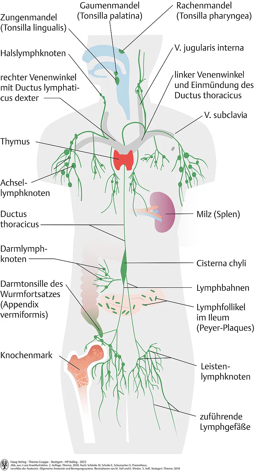 Übersicht der Organe des Immunsystems wie Zungenmandel, Rachenmandel, Lymphknoten an Hals, Achsel, Darm und Leiste, Milz und Knochenmark.