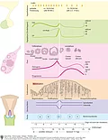 Schaubild des weiblichen Zyklus anhand eines Zeitstrahls und verschiedener Einflussfaktoren.