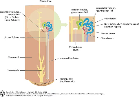 Anatomische Zeichnung Aufbau eines Nephrons mit Nierenrinde, proximalem und distalem Tubulus, Nierenmark, Sammelrohr Intermediärtubulus und Nierenpapille