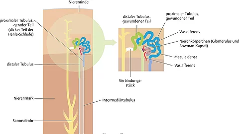 Anatomische Zeichnung Aufbau eines Nephrons mit Nierenrinde, proximalem und distalem Tubulus, Nierenmark, Sammelrohr Intermediärtubulus und Nierenpapille