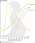 Darstellung schwangere Frau von der Seite mit Kurve zu Konzentration von hCG, Progesteron, Östrogenen und hPL im Verlauf der Schwangerschaft