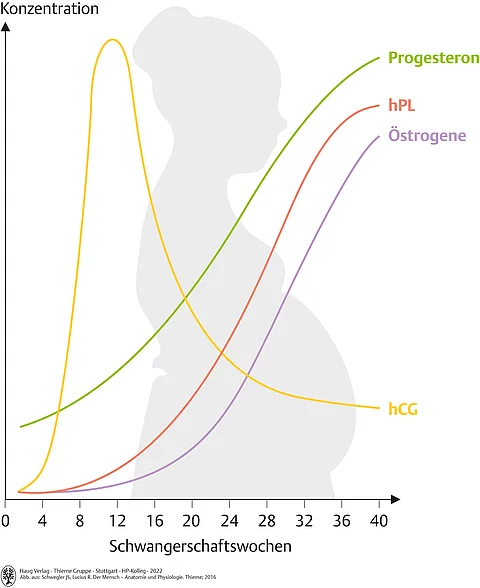 Darstellung schwangere Frau von der Seite mit Kurve zu Konzentration von hCG, Progesteron, Östrogenen und hPL im Verlauf der Schwangerschaft