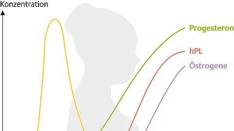 Darstellung schwangere Frau von der Seite mit Kurve zu Konzentration von hCG, Progesteron, Östrogenen und hPL im Verlauf der Schwangerschaft
