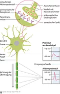 Aktionspotenzial eines Neurons.