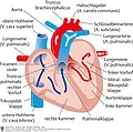 Darstellung des Querschnitts eines Herzens mit Kammern, Vorhöfen, Aorta, Lungenvene, Herzklappen. Angezeigt wird der Blutfluss durch das Herz.