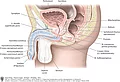 Darstellung der Lage der Geschlechtsorgane beim Mann von der Seite (Sagittalschnitt durch die Beckenhöhle).
