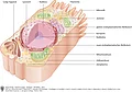 Aufbau einer Körperzelle.