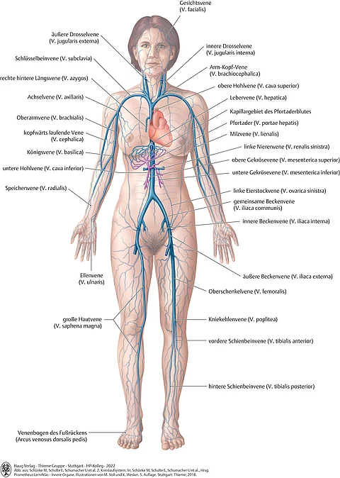 Frauenkörper von vorne mit den großen Venen des Körperkreislaufs.