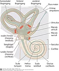 Darstellung der Maculaorgane und Leisten des Vestibularorgans (Gleichgewichtorgans) des Ohrs mit Bogengängen, Fenster, Steigbügel und Schnecke.