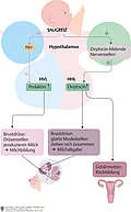 Schaubild Stillen: Vom Saugreiz über die Hormonbildung bis zu den Auswirkungen auf Brustdrüse, Milchbildung und Rückbildung der Gebärmutter.