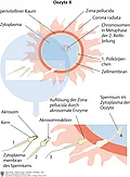 Schematische Darstellung von Eizelle und Spermium und der Befruchtung.