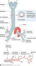 Darstellung der Luftröhre und Teilung der Bronchien bis zu den Alveolen.