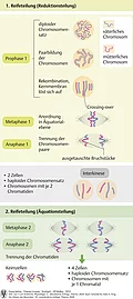 Erste Reifeteilung (Reduktionsteilung) und zweite Reifeteilung (Äquationsteilung) der Meiose.