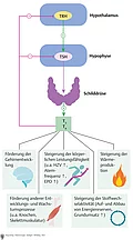 SSchaubild zu Wirkungen der Schilddrüsenhormone und hormonproduzierende Organe und Drüsen: Hypothalamus: TRH, Hypophyse: TSH, Schilddrüse, T3, T4.