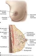a. Darstellung einer weiblichen Brust von vorne. b. Brust im Sagittalschnitt mit anatomischen Strukturen im Inneren.