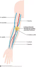 Darstellung des rechten Armes von vorne mit Arterien und für die Punktion geeigneten Venen.