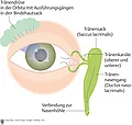Schematische Darstellung des Tränenapparates. Abgebildet sind Auge, Tränensack, Tränenkanäle, Tränendrüse und Verbindung zur Nasenhöhle.