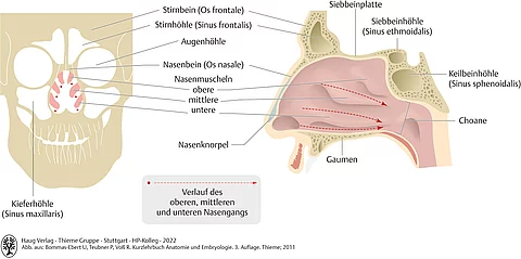 Anatomische Strukturen der Nasennebenhöhlen, Nasengänge und Nasenmuscheln von vorne und von der Seite
