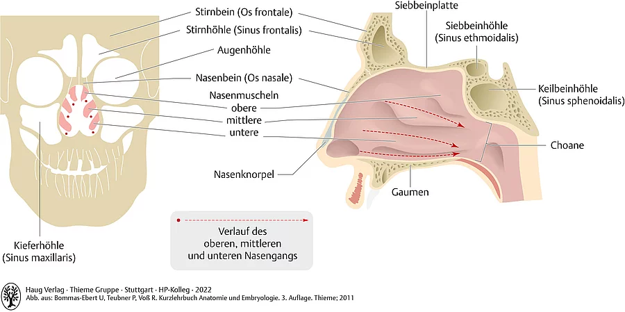 Anatomische Strukturen der Nasennebenhöhlen, Nasengänge und Nasenmuscheln von vorne und von der Seite