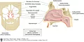 Anatomische Strukturen der Nasennebenhöhlen, Nasengänge und Nasenmuscheln von vorne und von der Seite