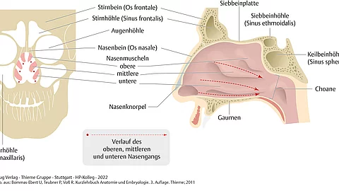 Anatomische Strukturen der Nasennebenhöhlen, Nasengänge und Nasenmuscheln von vorne und von der Seite
