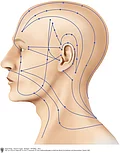 Meridiane der Akupunktur. Verlauf am Kopf.