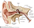 Anatomische Zeichnung: Aufbau eines Ohrs von vorne. Mit Ohrmuschel, Gehörgang, Gehörknöchelchen, Eustachi-Röhre, Vestibularorgan.